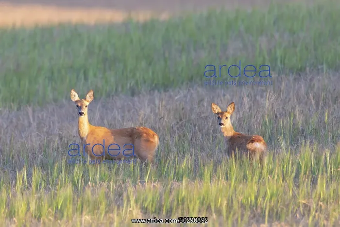 : Roe Deer with fawn July : Roe Deer with fawn July