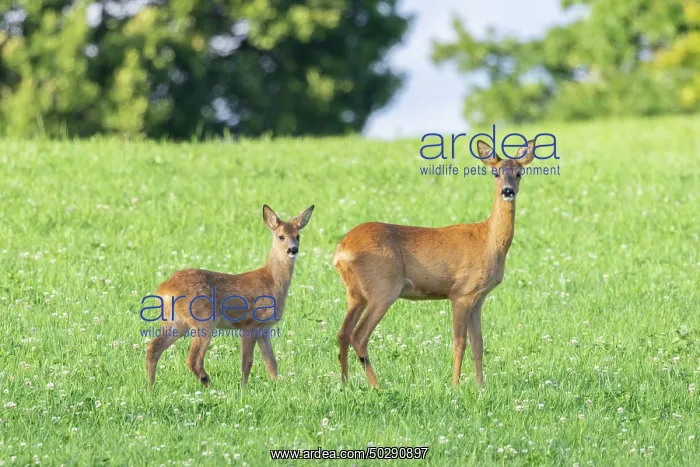 : Roe Deer with fawn July : Roe Deer with fawn July