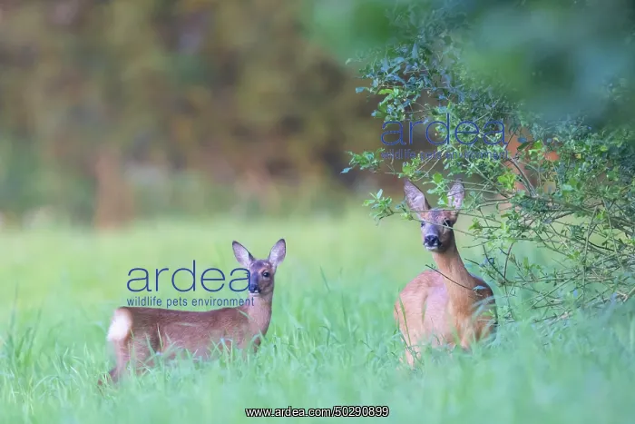: Roe Deer with fawn July : Roe Deer with fawn July