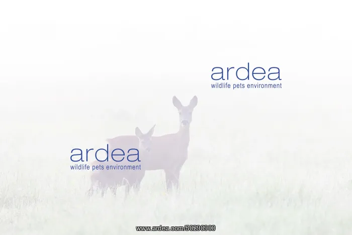 : Roe Deer with fawn July : Roe Deer with fawn July
