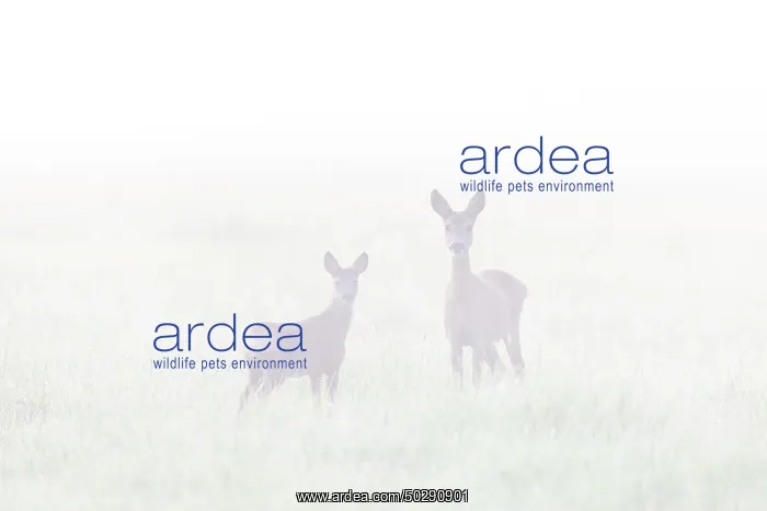 : Roe Deer with fawn July : Roe Deer with fawn July