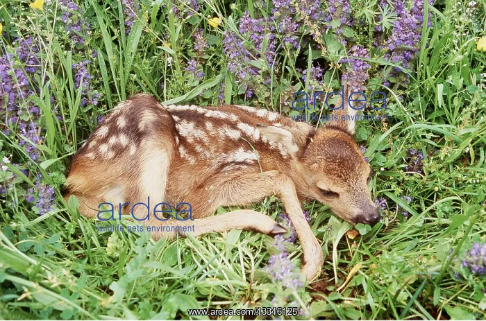 : ROE DEER - Fawn lies in grass : ROE DEER - Fawn lies in grass