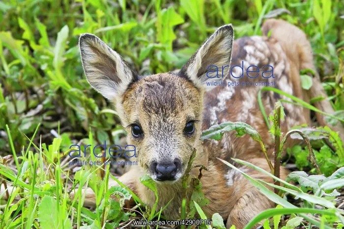 : Roe Deer - fawn lying in grass : Roe Deer - fawn lying in grass