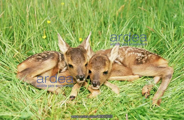 : ROE DEER - Fawns : ROE DEER - Fawns