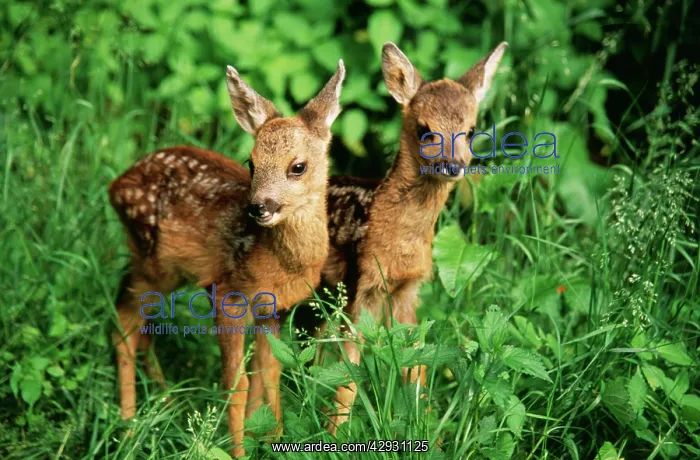 : Roe DEER - two fawns, stand amongst grass : Roe DEER - two fawns, stand amongst grass