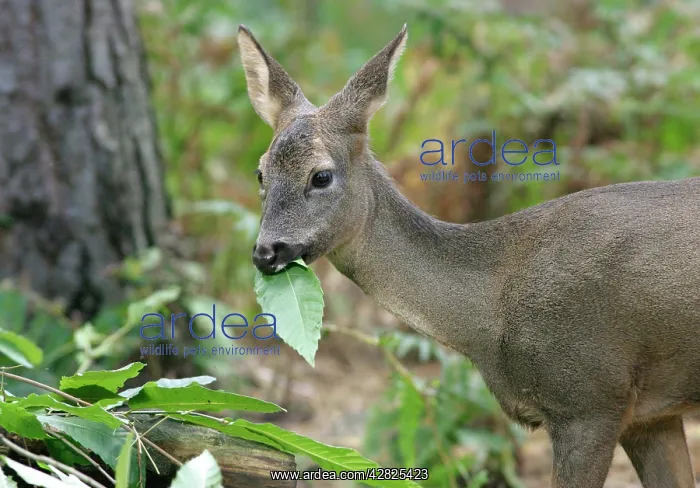 : Roe DEER - feeding on leaves : Roe DEER - feeding on leaves