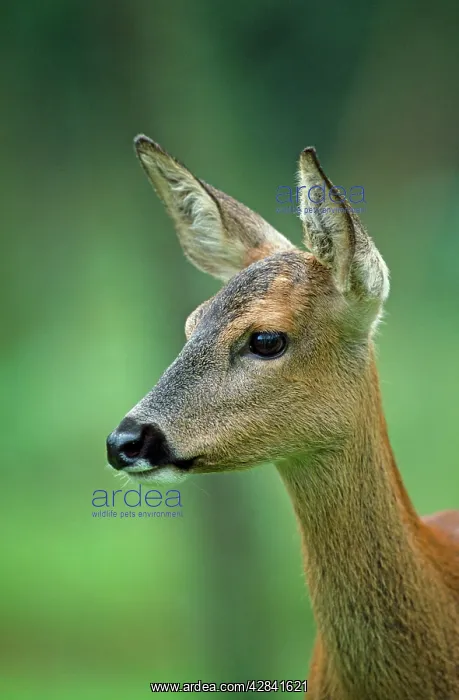 : Roe Deer - female : Roe Deer - female