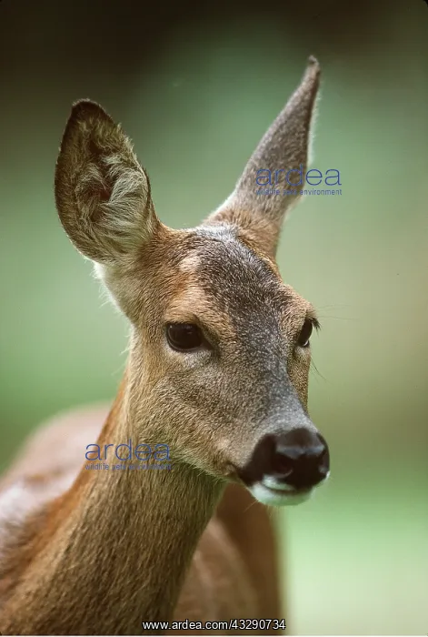 : ROE DEER female - close-up of head listening with : ROE DEER female - close-up of head listening with