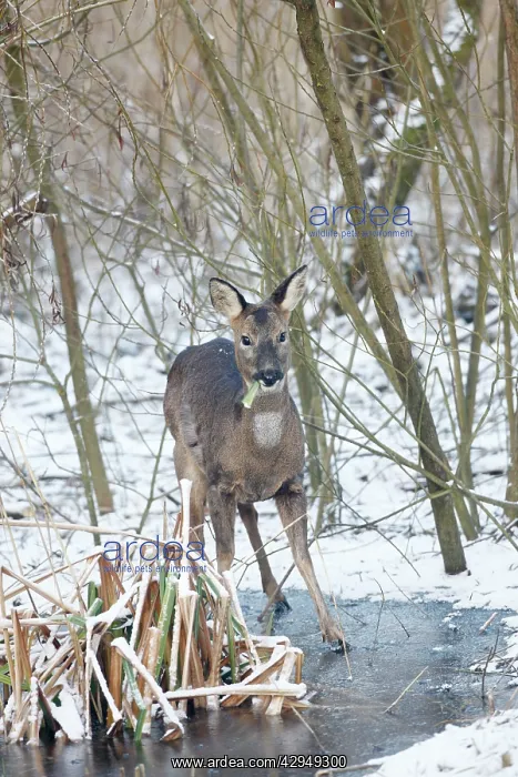 : Roe Deer - Female eating at a frozen Pond : Roe Deer - Female eating at a frozen Pond