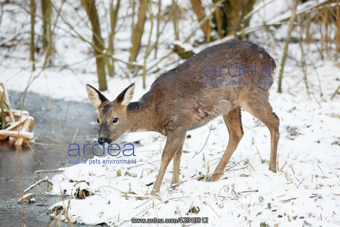 : Roe Deer - Female eating at a frozen Pond : Roe Deer - Female eating at a frozen Pond
