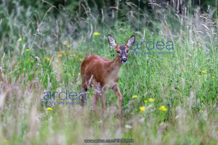  : Roe Deer - Female - UK