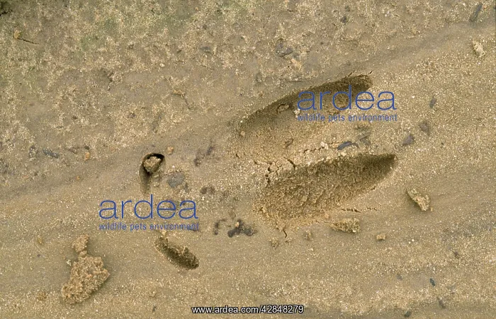: Roe Deer - foot-mark / track : Roe Deer - foot-mark / track