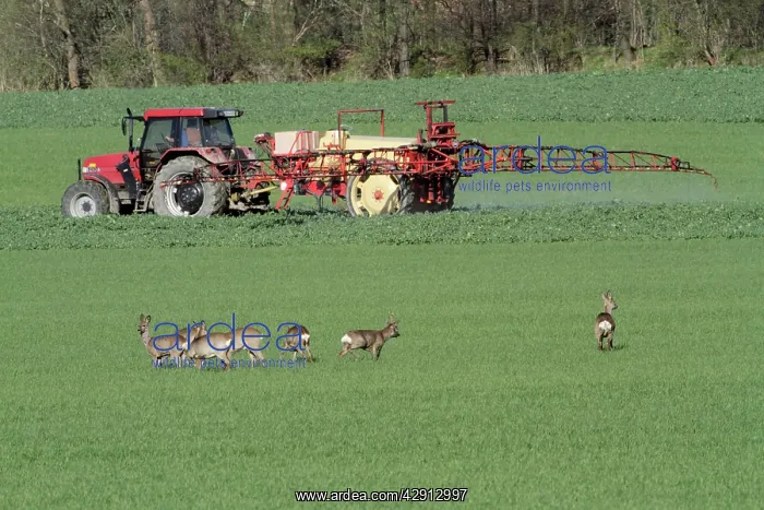 : Roe Deer - group / bevy watching spraying machine : Roe Deer - group / bevy watching spraying machine