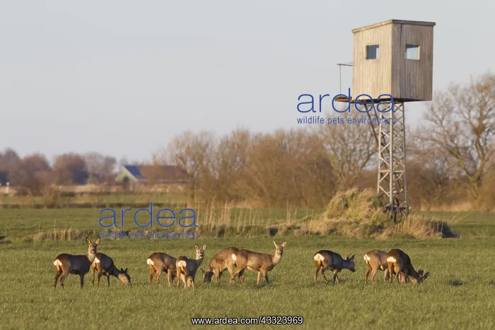 : Roe Deer - group deers with hunting stand - Germany : Roe Deer - group deers with hunting stand - Germany