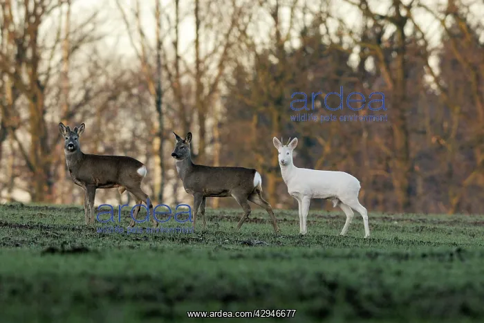  : Roe Deer - herd with abino buck