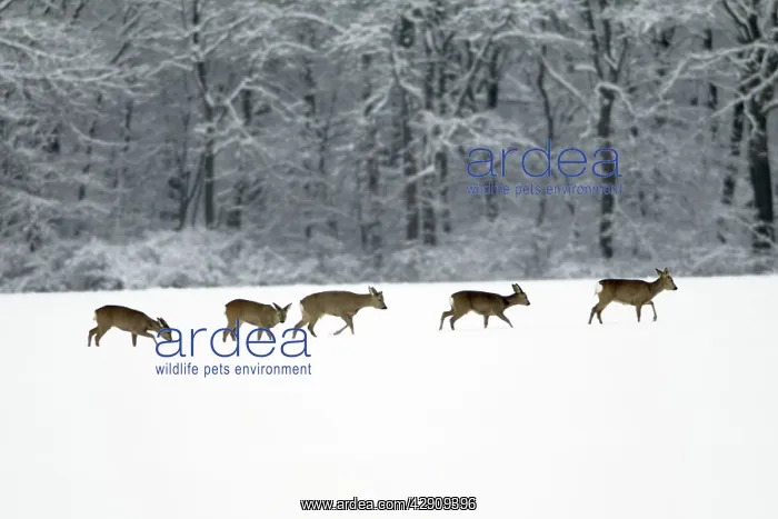 : Roe Deer - herd / bevy on snow covered arable field : Roe Deer - herd / bevy on snow covered arable field