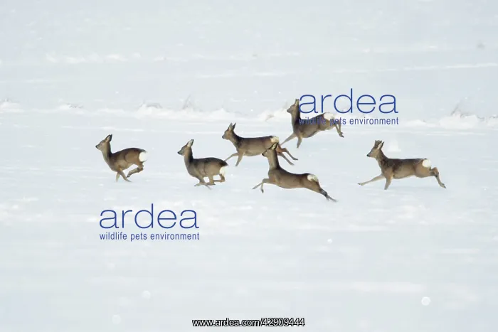 : Roe Deer - herd / bevy on snow covered arable field : Roe Deer - herd / bevy on snow covered arable field