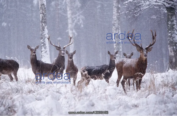 : ROE DEER - herd in snow whilst snowing : ROE DEER - herd in snow whilst snowing