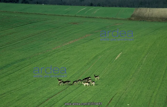 : Roe Deer herd in wheat field : Roe Deer herd in wheat field