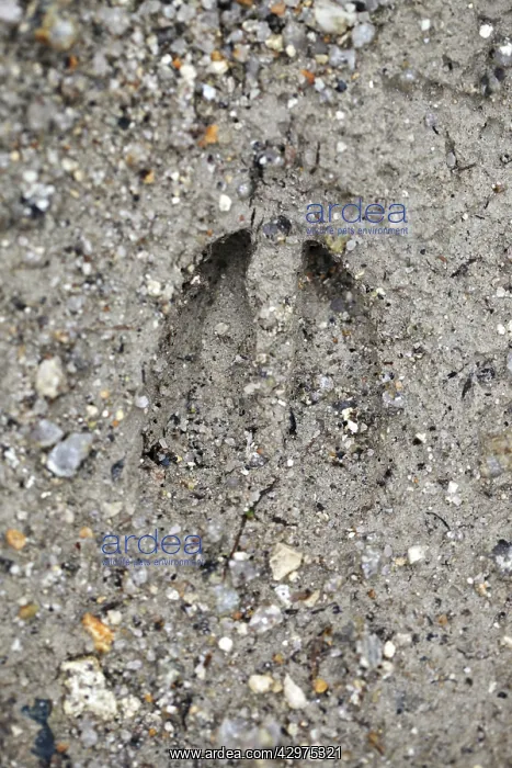  : Roe Deer - hoof print
