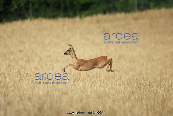 : Roe Deer - leaping through field : Roe Deer - leaping through field