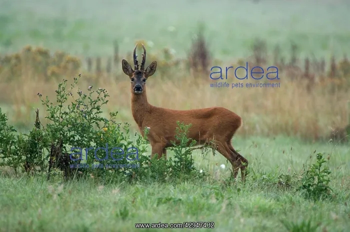 : Roe deer - Male : Roe deer - Male
