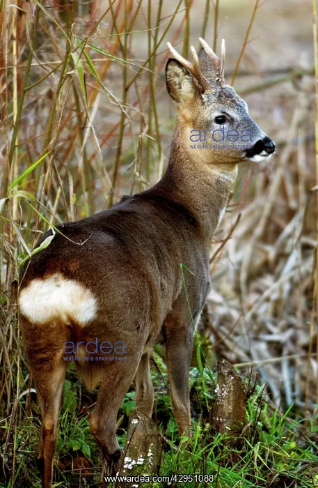 : Roe Deer - male : Roe Deer - male