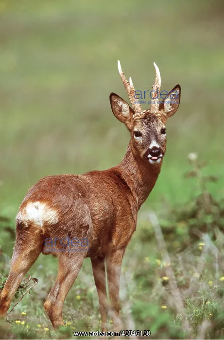 : ROE DEER - Male : ROE DEER - Male
