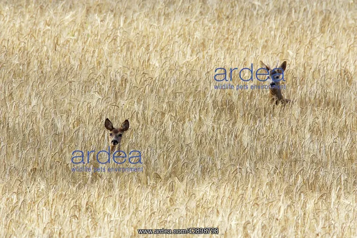 : Roe Deer - male & female - heads appearing above : Roe Deer - male & female - heads appearing above
