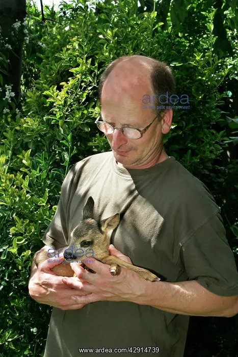  : Roe Deer - man holding fawn