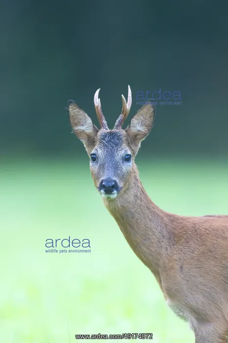 : Roe Deer portrait : Roe Deer portrait