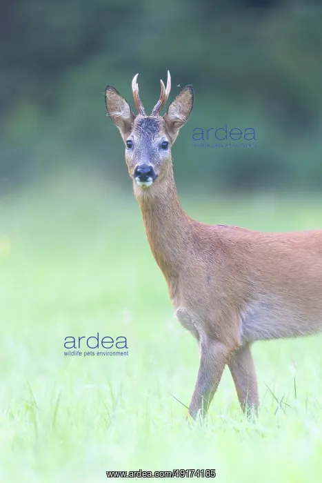 : Roe Deer portrait : Roe Deer portrait