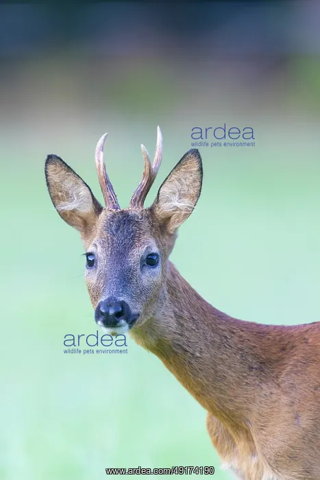 : Roe Deer portrait : Roe Deer portrait