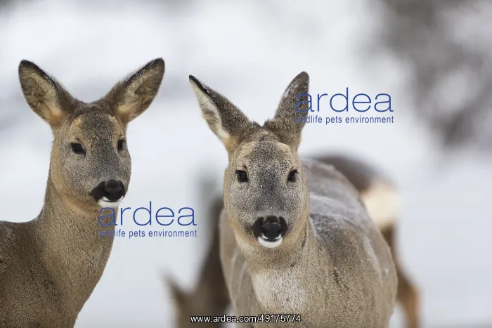 : Roe deer portrait with neutral background : Roe deer portrait with neutral background