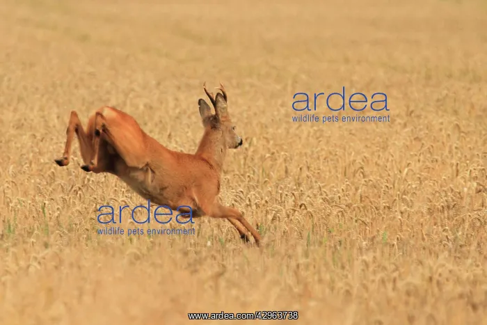: Roe Deer - running : Roe Deer - running