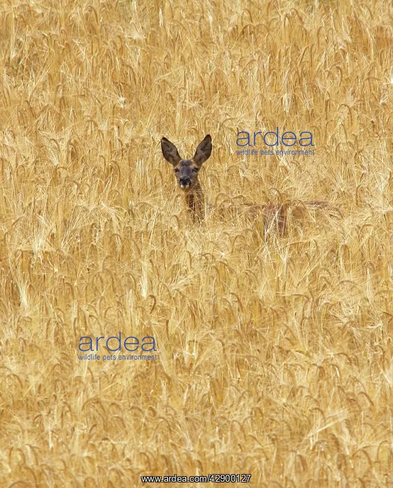 : Roe Deer - standing in field : Roe Deer - standing in field