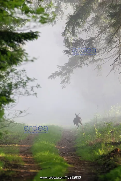: Roe Deer - standing on forest ride - in morning mist : Roe Deer - standing on forest ride - in morning mist