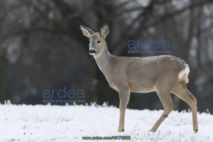 : Roe deer standing in hoar frosted dead stinging nettle at minus 15 °C : Roe deer standing in hoar frosted dead stinging nettle at minus 15 °C