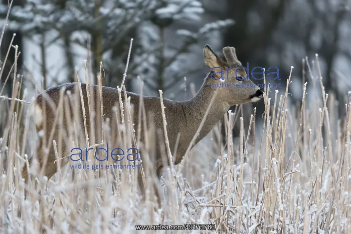 : Roe deer standing in hoar frosted dead stinging nettle at minus 15 °C at sunrise : Roe deer standing in hoar frosted dead stinging nettle at minus 15 °C at sunrise