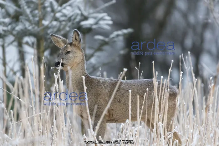 : Roe deer standing in hoar frosted dead stinging nettle at minus 15 °C at sunrise : Roe deer standing in hoar frosted dead stinging nettle at minus 15 °C at sunrise