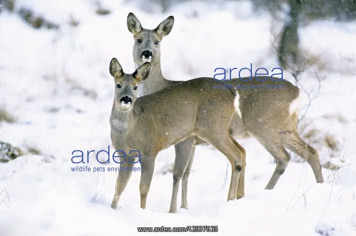 : Roe Deer - two standing in snow : Roe Deer - two standing in snow