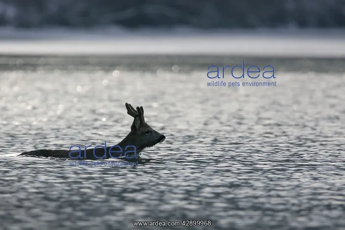: Roe Deer - swimming : Roe Deer - swimming