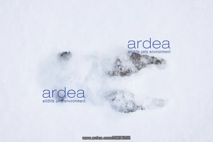 : Roe Deer track : Roe Deer track