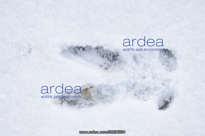 : Roe Deer track : Roe Deer track
