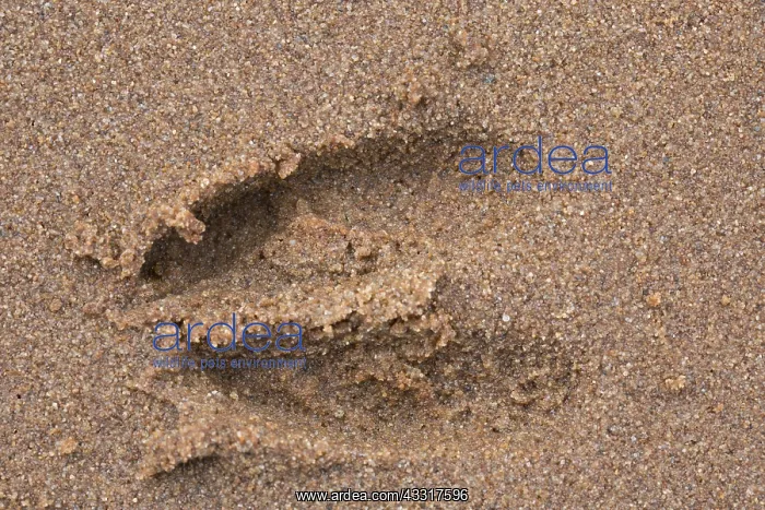 : Roe Deer - track in sand - Germany : Roe Deer - track in sand - Germany
