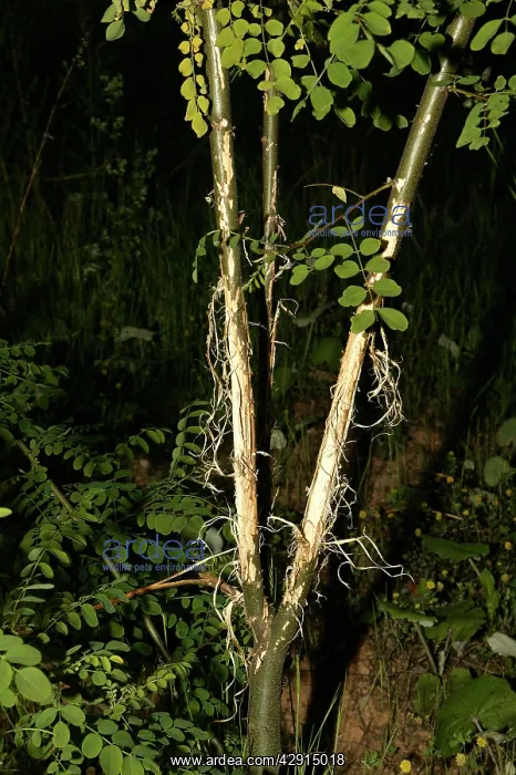: Roe Deer - tree showing bark stripped by Roe Deer : Roe Deer - tree showing bark stripped by Roe Deer