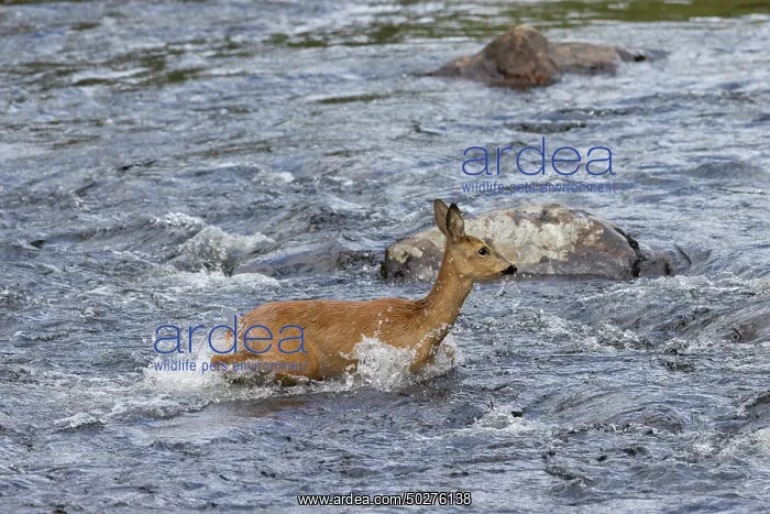 : Roe Deer water : Roe Deer water