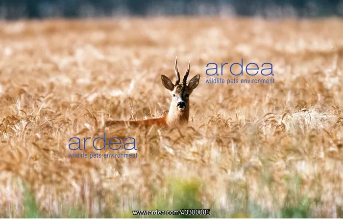 : ROE DEER - in wheat field : ROE DEER - in wheat field