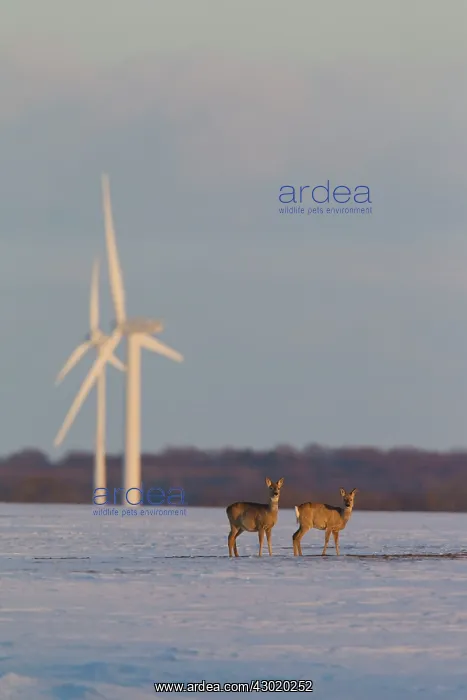  : Roe Deer with wind turbines