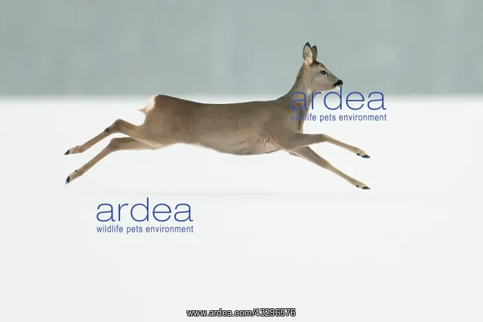 : Roe Deer - in winter snow : Roe Deer - in winter snow
